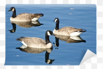 Swiimming Goose Png 1 Image - Canada Goose,Goose Png