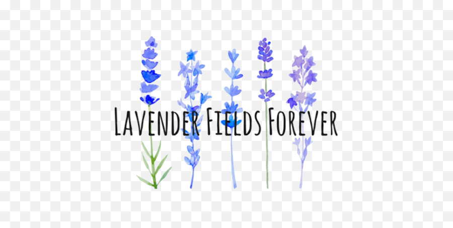 Lavender Fields Forever - Watercolor Painting Png,Lavender Png