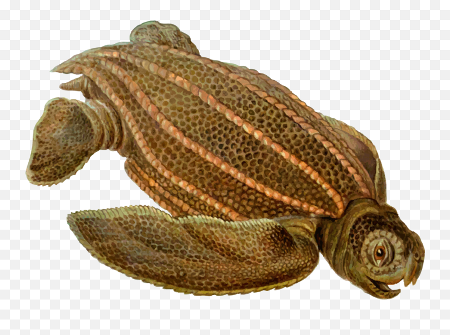 Turtlereptileleatherback Turtle Png Clipart - Royalty Free Tortuga Laúd Dermochelys Coriácea,Turtle Png