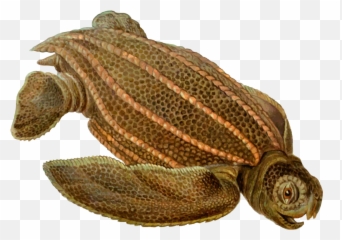 Turtlereptileleatherback Turtle Png Clipart - Royalty Free Tortuga Laúd Dermochelys Coriácea,Turtle Png