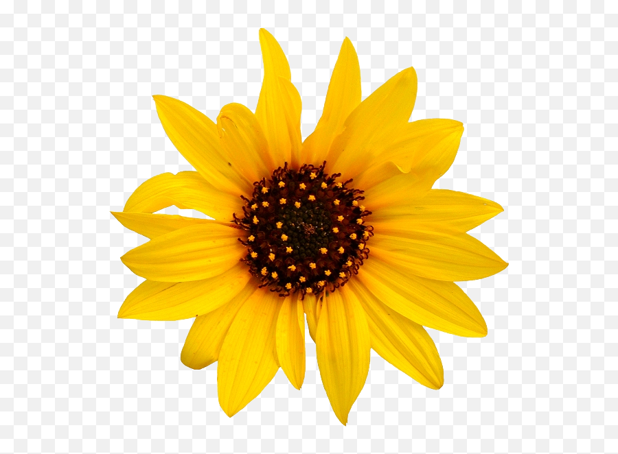 Sunflower Transparent Png - Transparent Background Sunflower Transparent,Sunflower Png Transparent