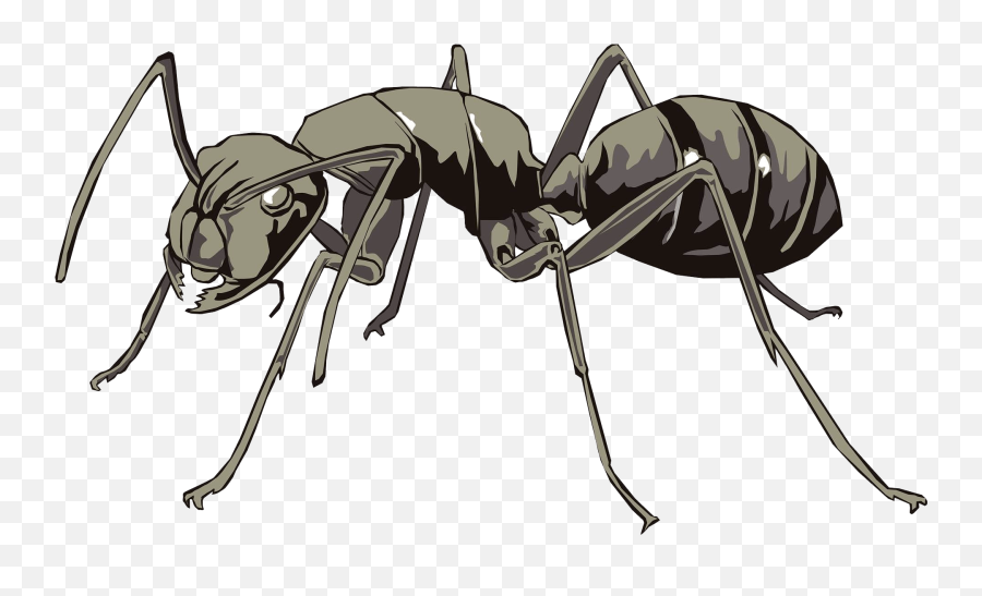 Clipart - Wise Ant Png,Ant Transparent