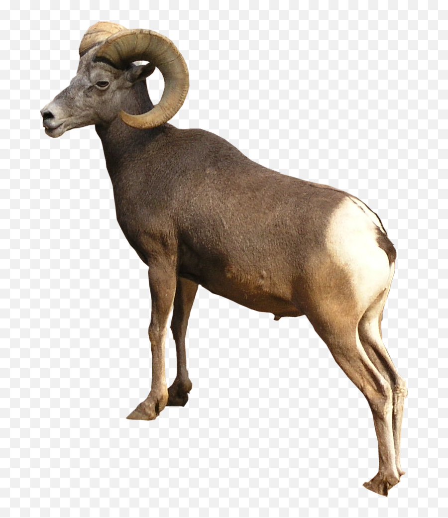 Corsican Ram Png - Ram Animal Png,Ram Png