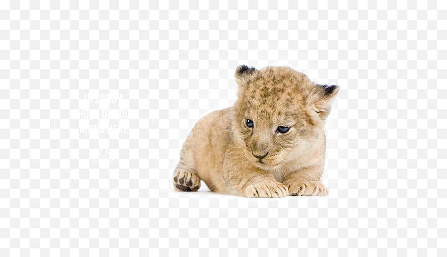 Explore Pediavittmu0027s Interactive Community - Lion Png,Baby Lion Png