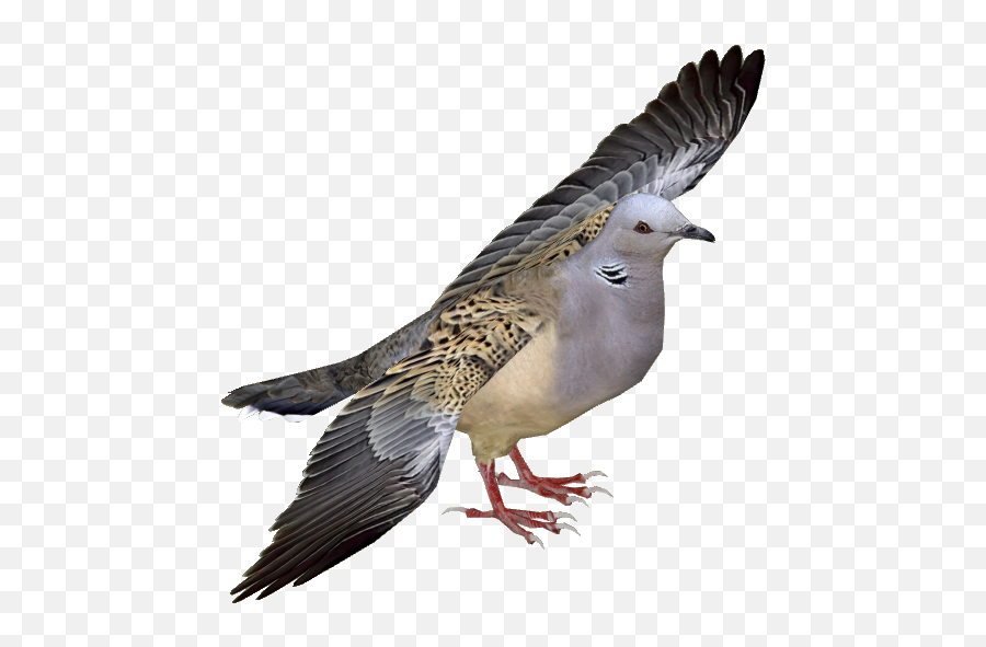 Turtle Dove Png Free - European Turtle Dove Png,Doves Png