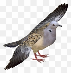 Turtle Dove Png Free - European