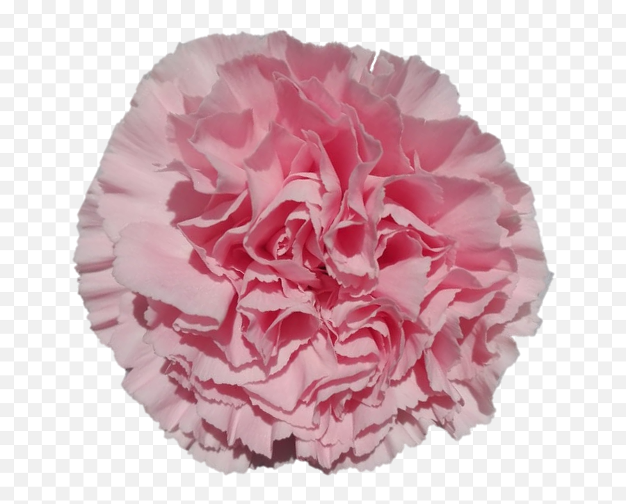 Carnation - Girly Png,Carnation Png