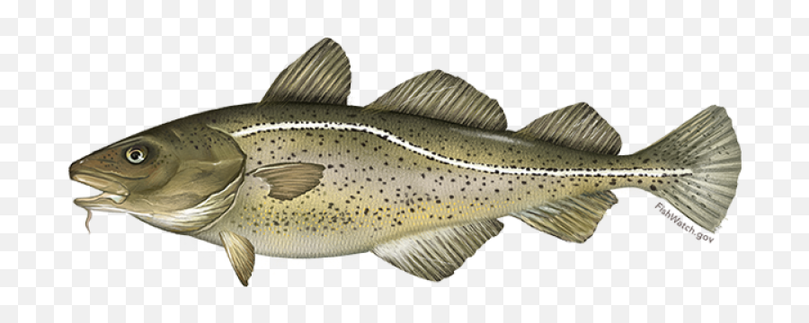 Atlantic Cod Png U0026 Free Codpng Transparent Images - Atlantic Cod,Cod Png