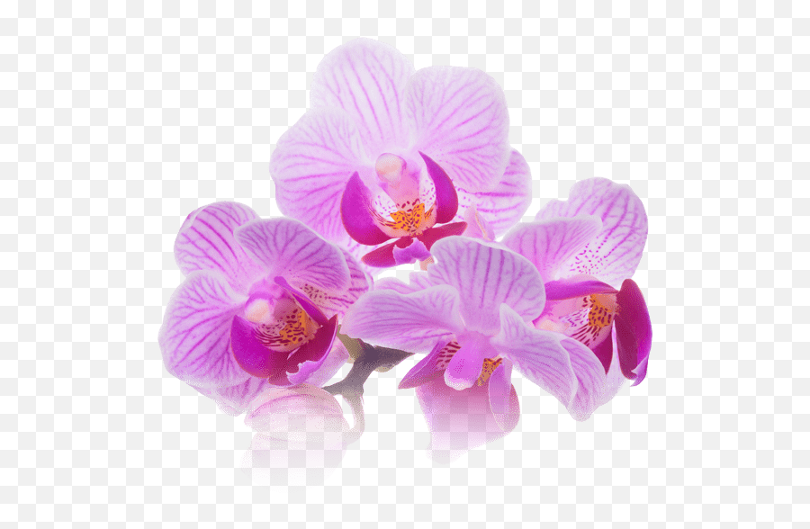Thai Massage Therapy Bangkok Day Spa Downtown San Diego - Purple Spa Flower Png,Spa Png
