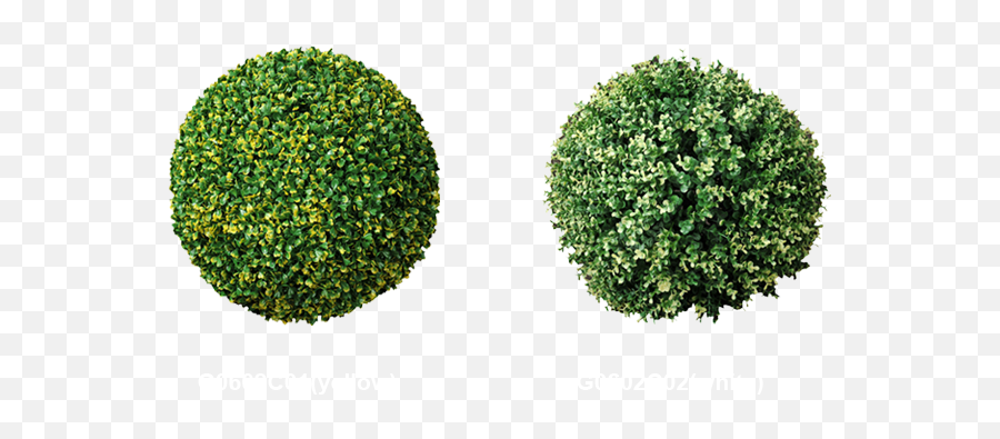Boxwood Hedge Transparent Png Clipart - Ball Hedges,Boxwood Png