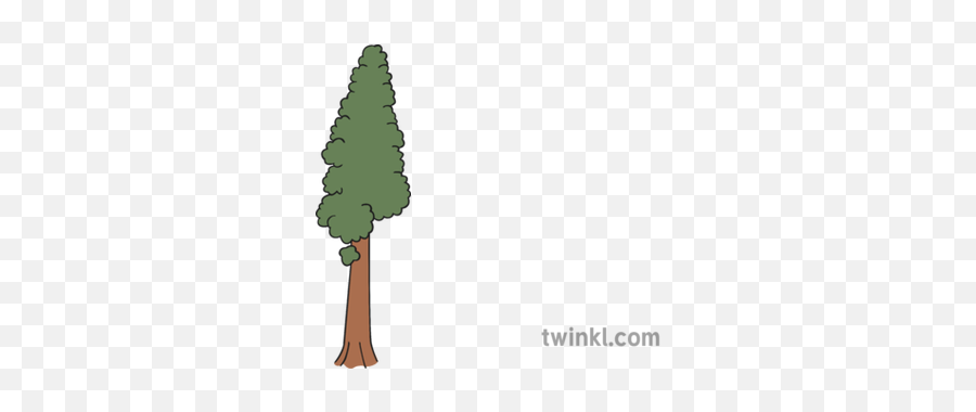 Redwood Tree Illustration - Whales And Barnacles Drawing Png,Redwood Tree Png