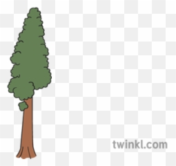 Redwood Tree Illustration - Whales And Barnacles Drawing Png,Redwood Tree Png