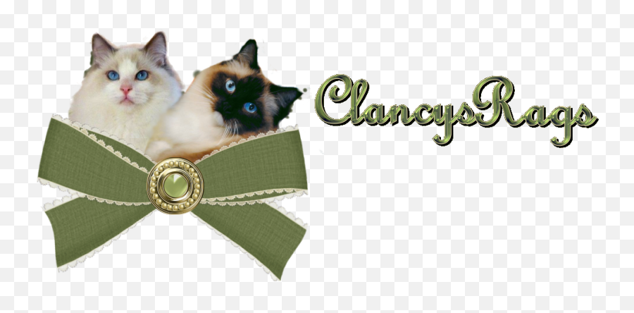 Ragdoll Kittens Rhode Island Ragdolls - Siamese Cat Png,Ragdoll Logos