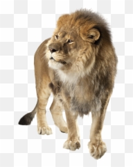 Png - Hd Lion Background
