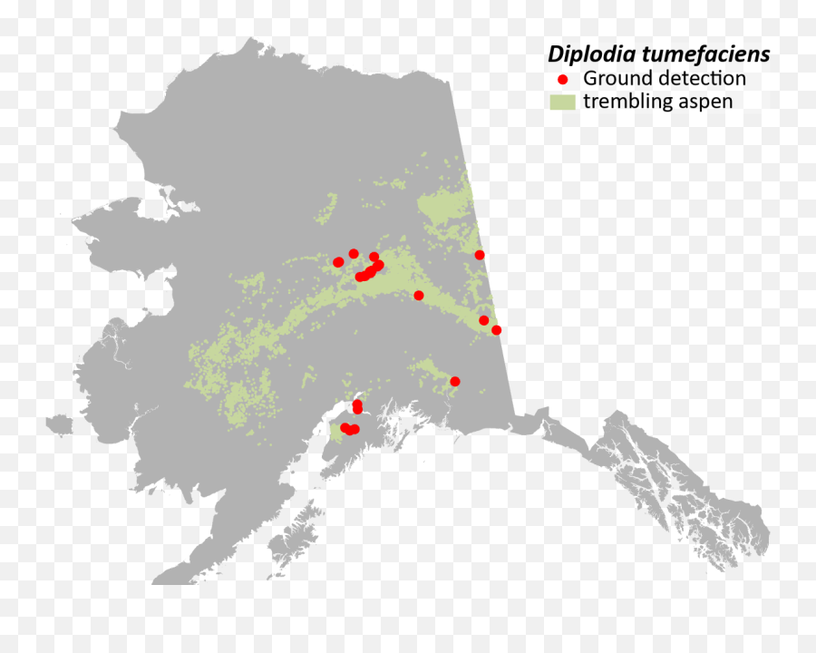 Region 10 - Forest U0026 Grassland Health State Of Alaska With Northern Light Png,Aspen Tree Png