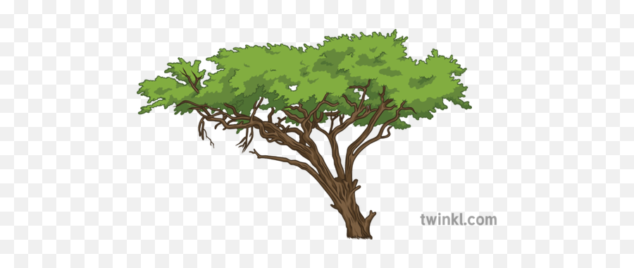 Acacia Tree Science Ecology Plants Png Icon