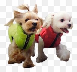 Ianypet Png Alpha Icon Dog Clothes