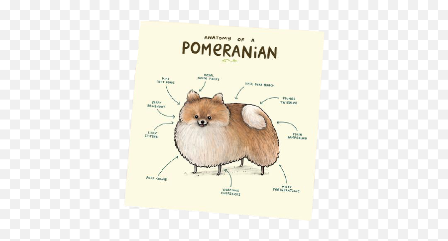 U0027anatomy Of A Pomeranianu0027 Greeting Card Haute Basse - Pomeranian Art Png,Pomeranian Icon