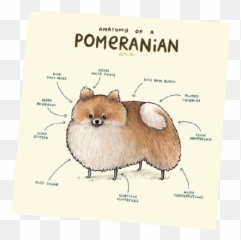 U0027anatomy Of Pomeranianu0027 Greeting Card Haute Basse - Art png