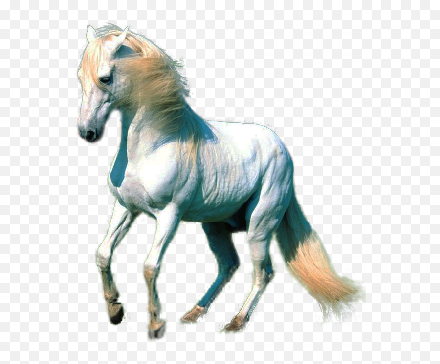 White Horse Kw - Horse Png For Photoshop,White Horse Png
