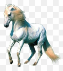White Horse Kw - Png For Photoshop