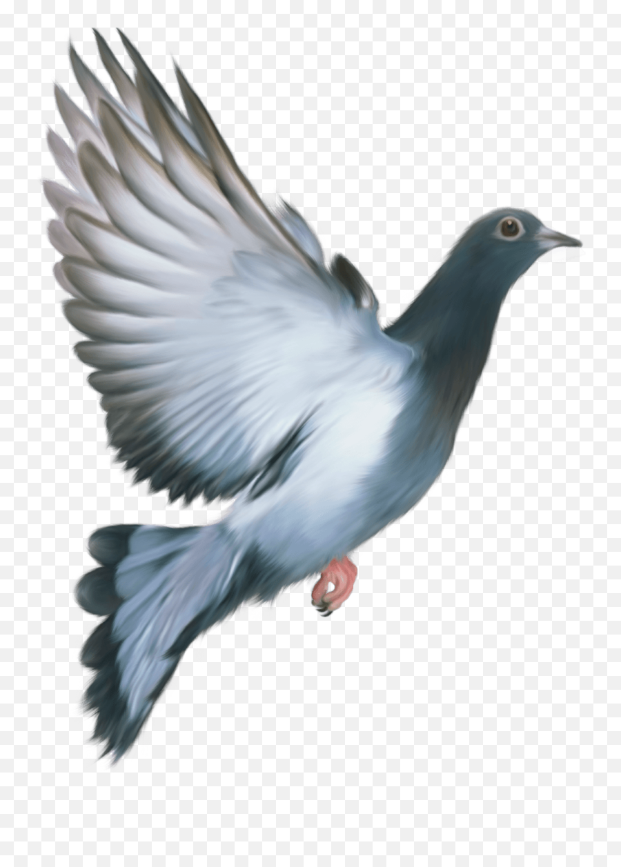 Pigeon Png Images - Transparent Flying Pigeon Png,Stock Photo Png