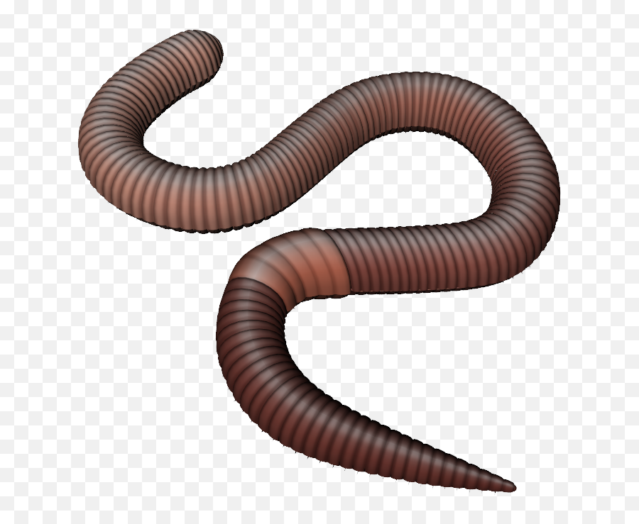 Worms Png Images Free Download - Worm Png Transparent,Worm Png