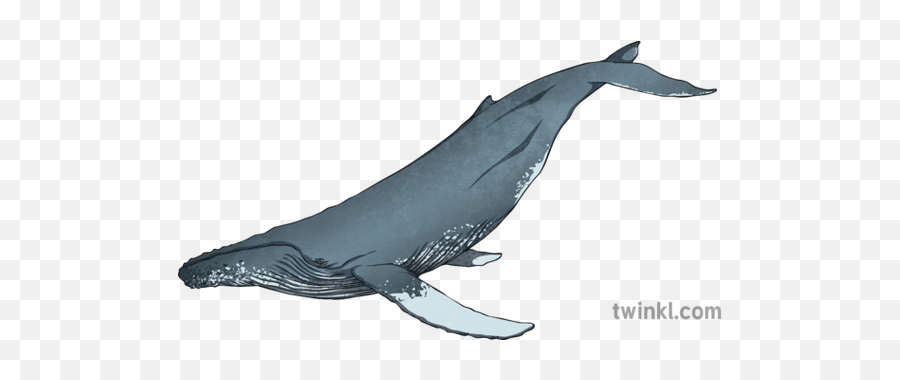 Humpback Whale Ks2 Illustration - Blue Whale Png,Humpback Whale Png