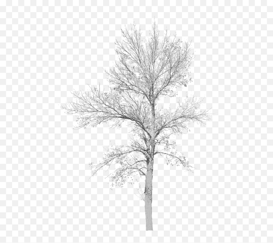 Tree With No Leaves - Cut Out Tree No Leaves Png,Bare Tree Png