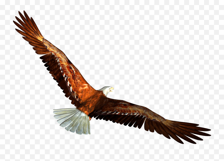 Download Eagle Png Image Hq - Eagle Flying Away Png,Golden Eagle Png