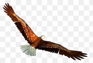Download Eagle Png Image Hq - Flying Away