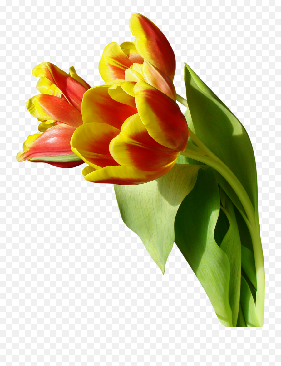 Download Tulip Png Image For Free - Transparent Background Tulip Png,Tulip Png