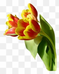 Download Tulip Png Image For Free - Transparent Background Png