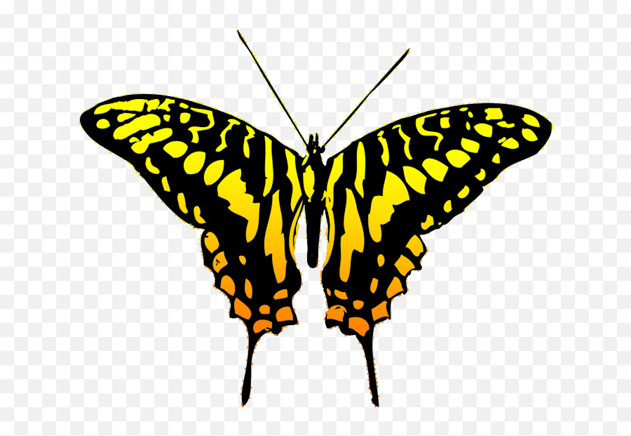 Black And Yellow Butterfly Clipart - Butterfly Black And Grey Png,Yellow Butterfly Png