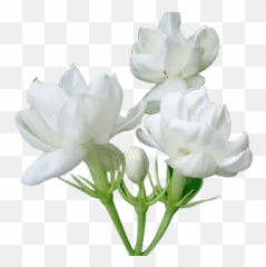 Jasmine Flower Png Picture - Jasmine Flower Clipart,Jasmine Png