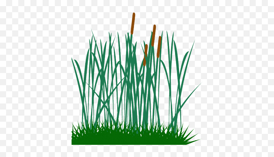 Tall Grass Clip Art - Tall Grass Clipart Transparent Png,Tall Grass Png