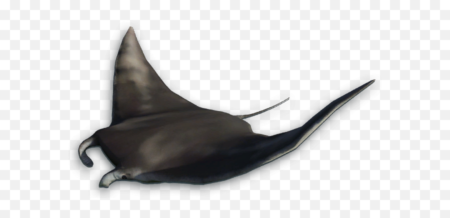 Manta Ray Png Transparent - Manta Ray Png,Manta Ray Png