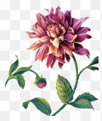 Pin By Momotakano - Png Flower Painting,Botanical Png