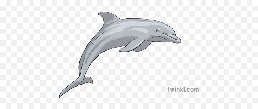 Bottlenose Dolphin Illustration - Twinkl Common Bottlenose Dolphin Png,Dolphin Png