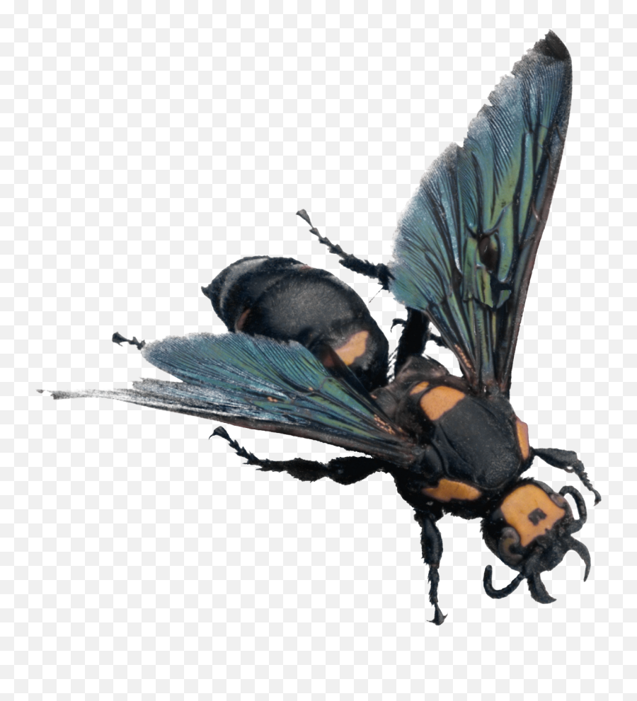 Bee Png Image - Purepng Free Transparent Cc0 Png Image Library Bees,Hornet Png