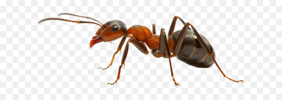 Ant Treatment Services - Acrobat Ant Png,Ant Transparent