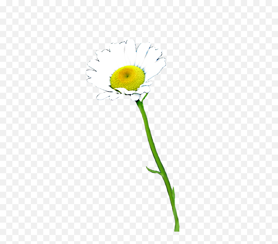 Download Thai Flower Clip Art - Real Daisy Flower Png Full Oxeye Daisy,Real Flower Png