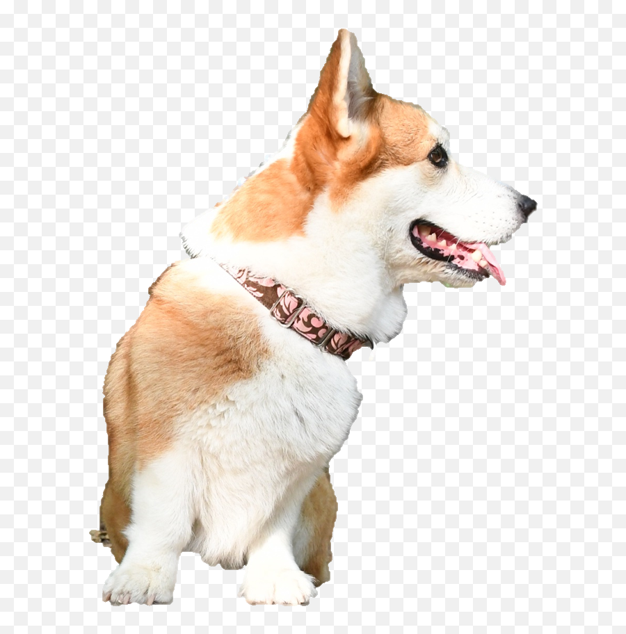 Plasmetrix Surface Plasmon Resonance Portable Devices - Norwegian Lundehund Png,Corgi Png