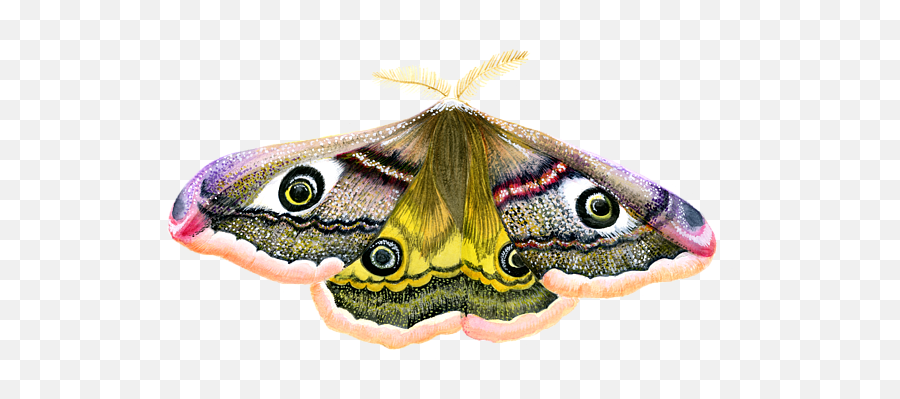 Emperor Hawk Moth Greeting Card - White Emperor Moth Background Transparent Png,Moth Transparent Background