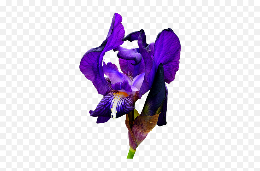 Iris Blue Flower - Free Photo On Pixabay Png,Iris Png