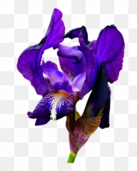 Iris Blue Flower - Free Photo On Pixabay Png,Iris Png