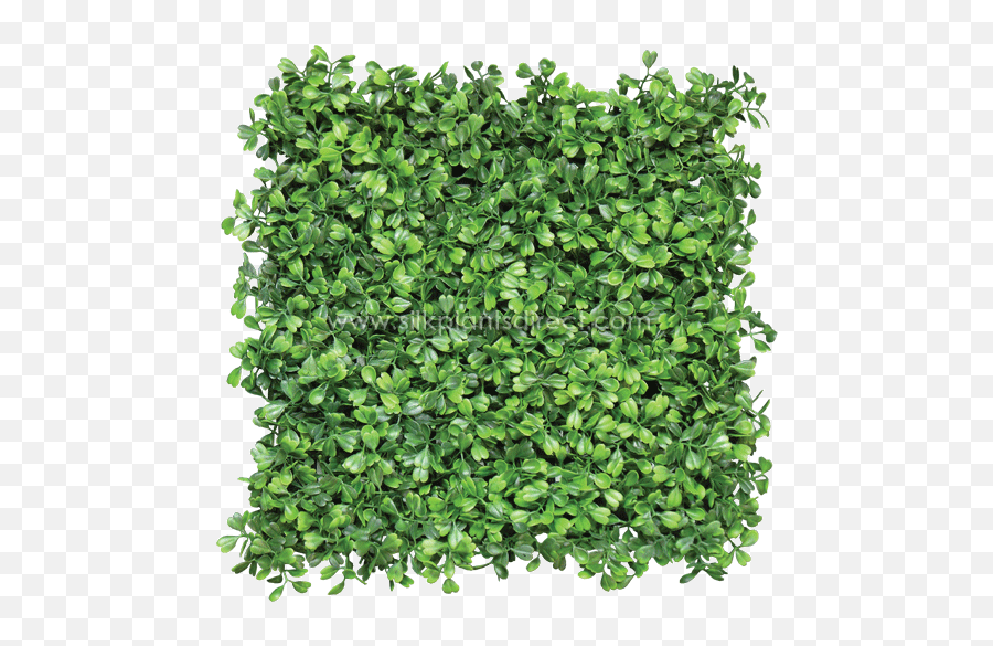Boxwood Hedge Transparent Png Clipart - Shrub Png Top View,Boxwood Png