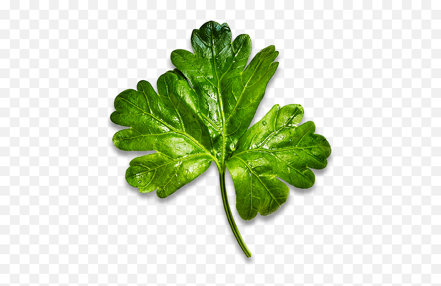 Parsley - Bowery Farming Buttercup Png,Parsley Png