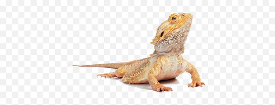 Hd Png Transparent Lizard - Bearded Dragon,Lizard Transparent