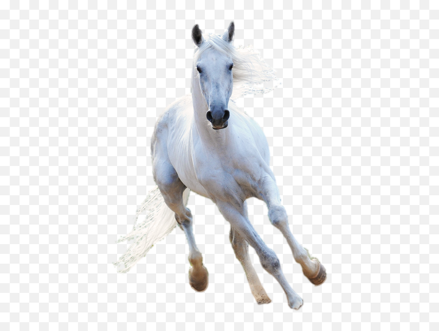 Download Witcher Horse - Memy Jedzieckie Png,White Horse Png